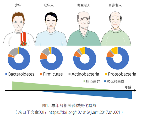 肠道菌群在衰老过程中的作用与抗衰老的干预效果