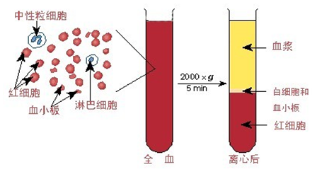 追踪六年的血常规谜题揭晓