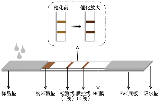 新型原材料纳米酶试纸条层析技术在即时检验中的应用与亟待解决的问题