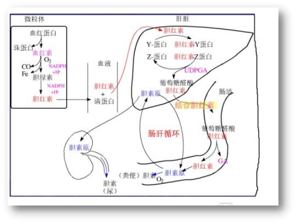 对临床肝功能障碍患者肝功能指标的解读