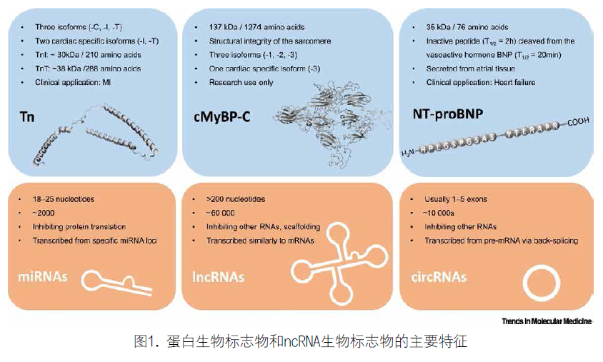 心血管疾病中非编码RNA与蛋白质生物标志物的比较