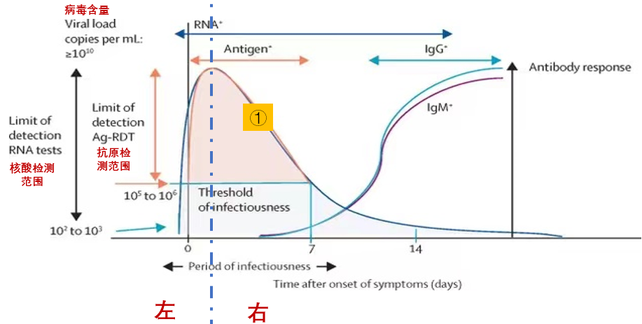 迷惑所有人的Ct值！新冠核酸阳性与传染性判定标准并非一回事