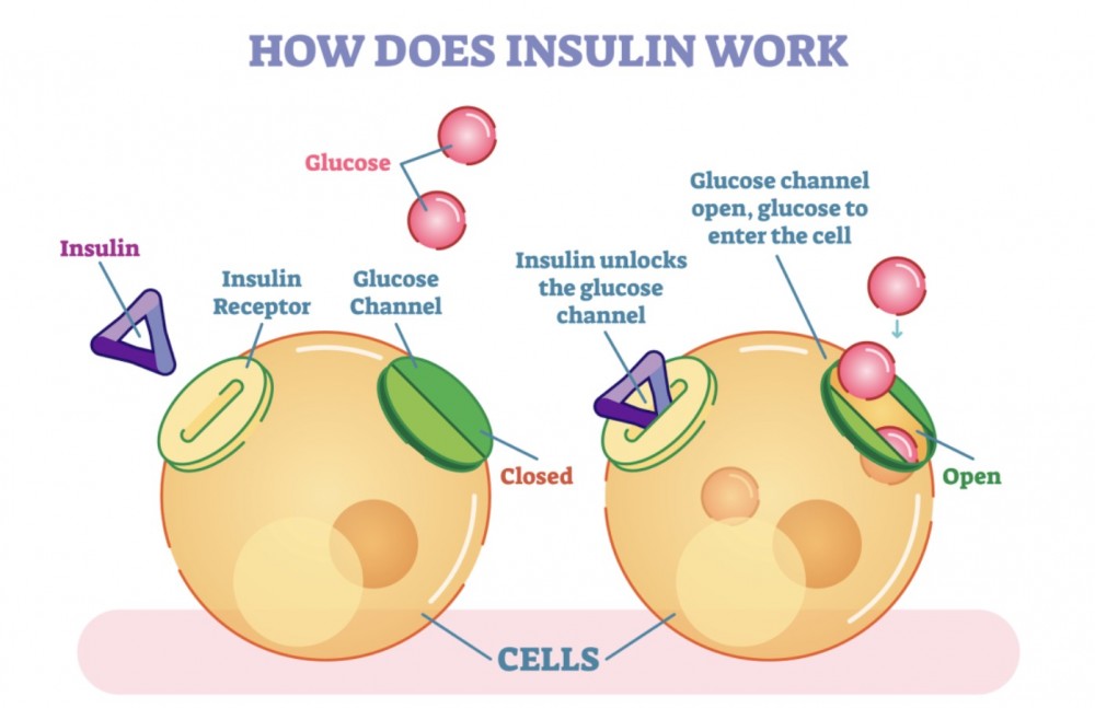 两例胰岛素和C肽不相符的案例深究