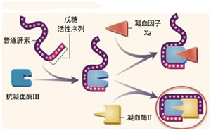 凝血全貌（态）精准分析—血栓弹力图技术在低分子肝素治疗监测中的临床应用价值