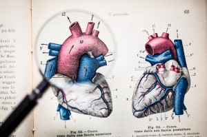 IFCC心脏生物标志物临床应用委员会对高敏心肌肌钙蛋白检测第99百分位值参考上限的建议