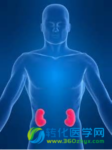 预示危重病人长期肾脏损伤及死亡风险的生物标志物