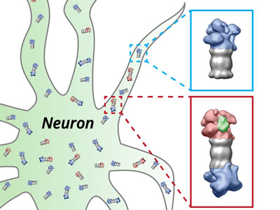 Science：新技术实现细胞内“分子普查”