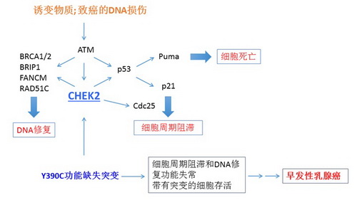 中国人群特异的导致乳腺癌的基因突变位点