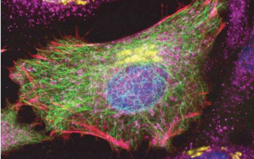 Science：科学家发布革命性荧光标记技术