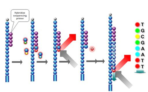 从二代到四代：基因测序颠覆你对世界的“想象力”