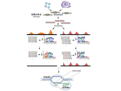 仅根据DNA序列即可确定表观基因组情况