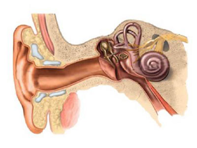 我国耳聋基因筛查突破百万人