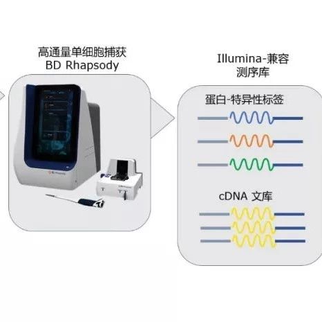 BD单细胞多组学创新产品重磅发布！