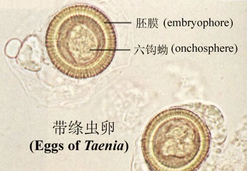 寻寻觅觅为了一条虫，拨云见雾诊断一种病