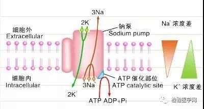 电解质的“是是非非”