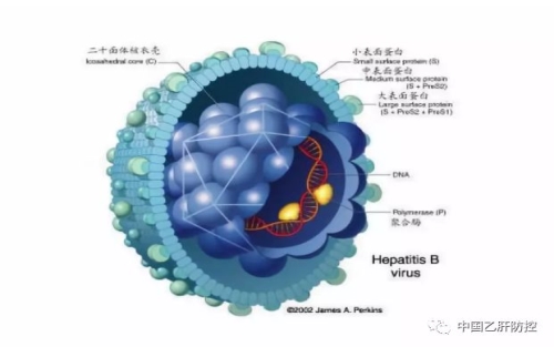 为什么测了乙肝五项，有时还要测HBV-DNA？