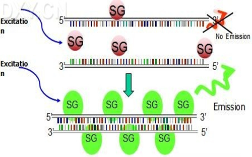 临床诊断中聚合酶链反应（PCR）技术的应用