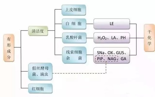 阴道分泌物检验的解读