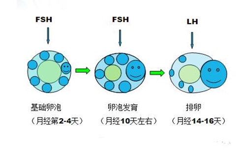 解读女性激素中的“姐妹花”