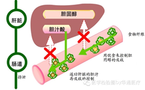 肝损伤敏感指标——血清总胆汁酸（TBA）