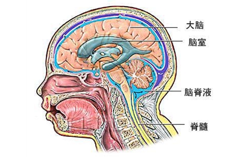 一例脑脊液标本引发的深思