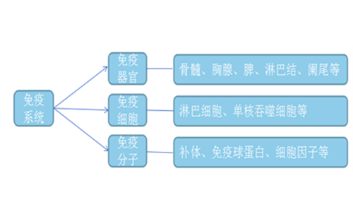 淋巴亚群检测--您知道多少？